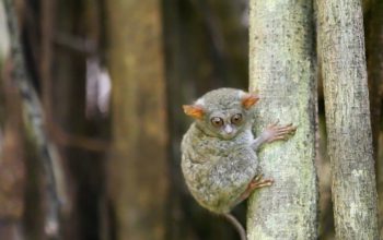 Tarsius Belitung