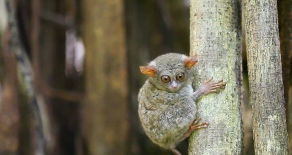 Tarsius Belitung