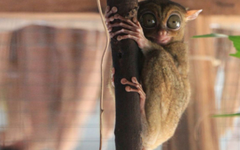 Tarsius Belitung