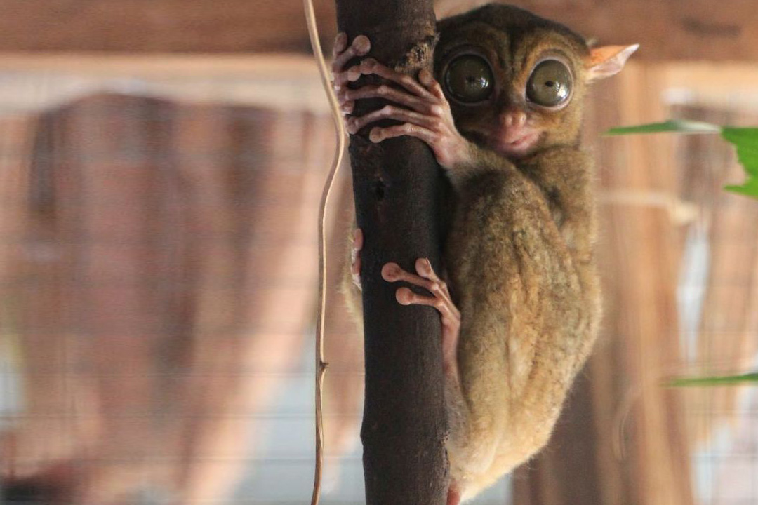 Tarsius Belitung